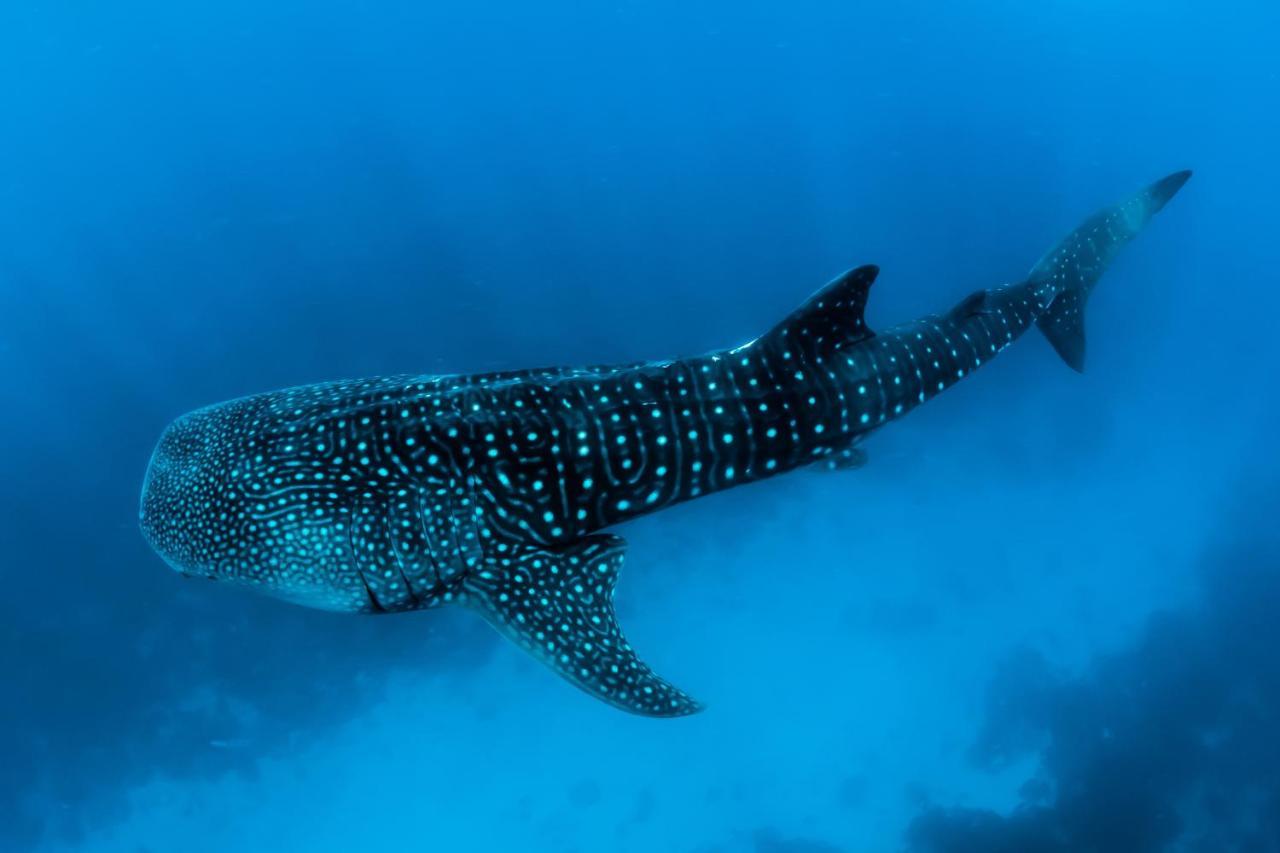 Barcelo Whale Lagoon Maldives Bodufinolhu  エクステリア 写真